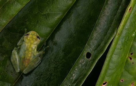 are glass frogs endangered and how their unique traits contribute to both their charm and vulnerability