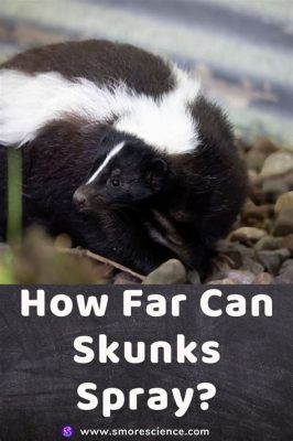 can skunks spray more than once: Exploring the Multifaceted World of Skunk Defense Mechanisms and Beyond